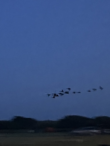 Canada Goose photographed in North Carolina