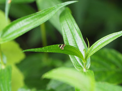 Choreutis basalis