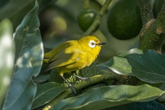 Broad-Ringed White-Eye photo 4