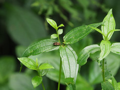 Physopelta gutta gutta