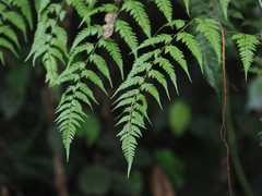 Davallia formosana