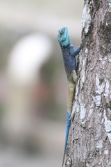 Acanthocercus atricollis