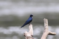 Hirundo nigrita