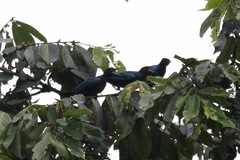 Hylopsar purpureiceps