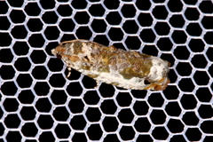 Proteoteras naracana