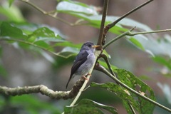 Muscicapa sethsmithi