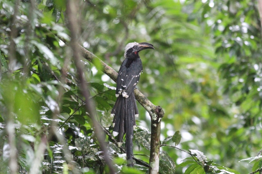 Eastern Long-tailed Hornbill photo
