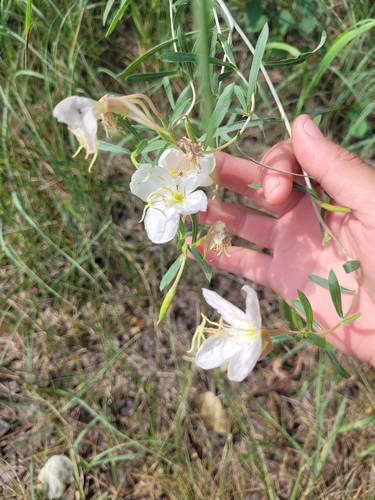 Image of Oenothera nuttallii by no rights reserved
