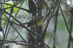 Bleda notatus ugandae