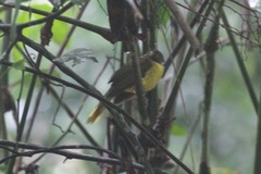 Bleda notatus ugandae