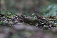 Bleda notatus ugandae