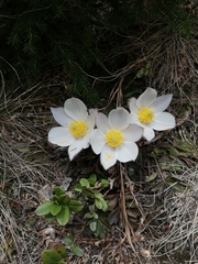 Pulsatilla vernalis