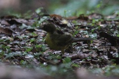 Bleda notatus ugandae