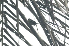 Pogoniulus bilineatus