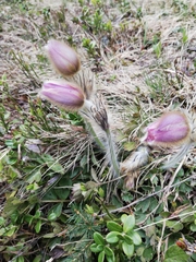 Pulsatilla vernalis