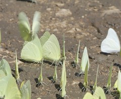 Aphrissa statira statira