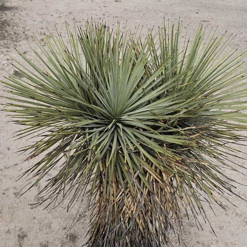 Image of Yucca thompsoniana by (c) Indio Brown, some rights reserved (CC BY)