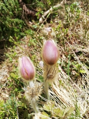 Pulsatilla vernalis