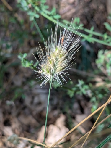 Cynosurus echinatus
