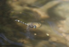 Dythemis nigra