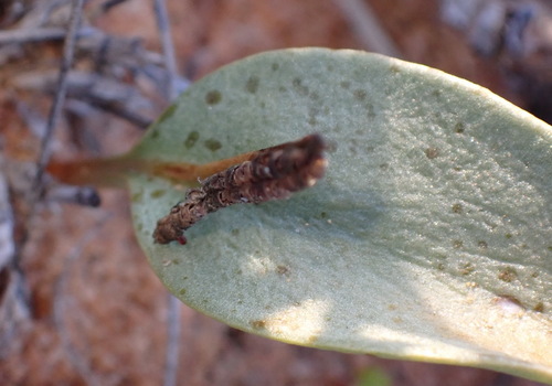 Image of Ophioglossum polyphyllum by (c) Nicola van Berkel, some rights reserved (CC BY-SA)