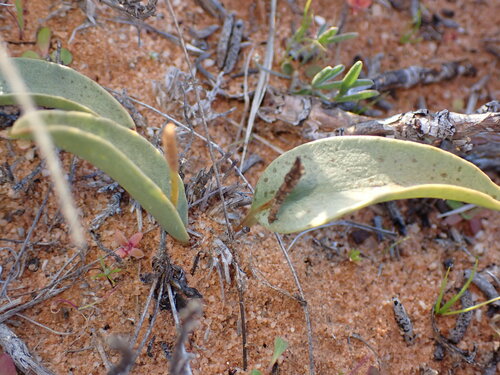 Image of Ophioglossum polyphyllum by (c) Nicola van Berkel, some rights reserved (CC BY-SA)