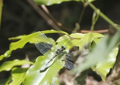 Macrothemis pseudimitans