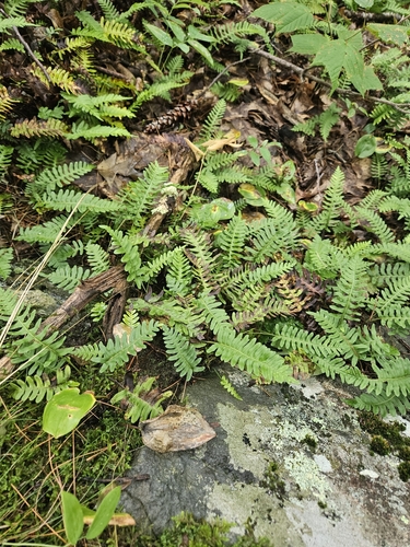 Faraway Mountain Trail