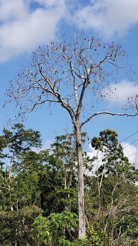 Pseudobombax munguba (Mart. & Zucc.) Dugand