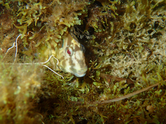 Salaria pavo