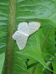 Scopula floslactata