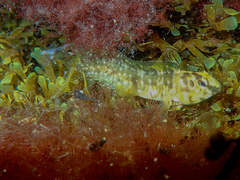 Salaria pavo