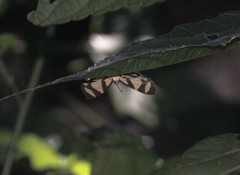 Baeotis zonata zonata