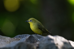 Kenya White-Eye photo 3