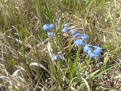 Myosotis imitata