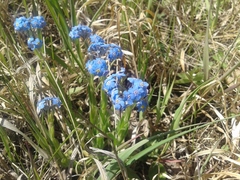 Myosotis imitata