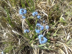 Myosotis imitata