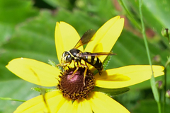 Bicyrtes insidiatrix