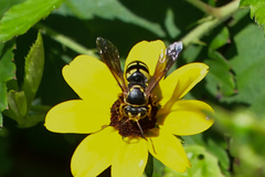 Bicyrtes insidiatrix