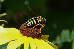 Bicyrtes insidiatrix