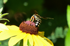 Bicyrtes insidiatrix