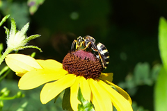 Bicyrtes insidiatrix