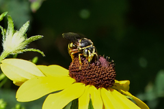 Bicyrtes insidiatrix