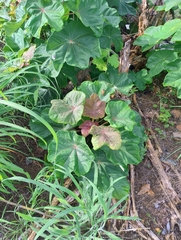 Jatropha peltata