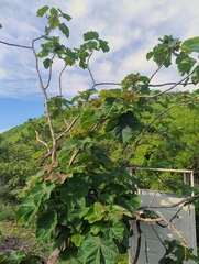 (c) Adrian Bojorquez, some rights reserved (CC BY-SA) Jatropha peltata, photograph (c) Adrian Bojorquez, some rights reserved (CC BY-SA)