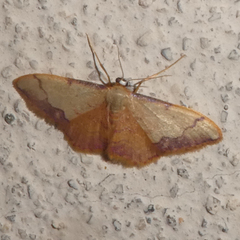 Idaea ostrinaria