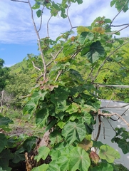 (c) Adrian Bojorquez, some rights reserved (CC BY-SA) Jatropha peltata, photograph (c) Adrian Bojorquez, some rights reserved (CC BY-SA)