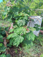 (c) Adrian Bojorquez, some rights reserved (CC BY-SA) Jatropha peltata, photograph (c) Adrian Bojorquez, some rights reserved (CC BY-SA)