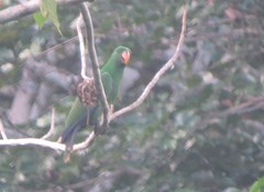 Eclectus roratus