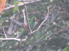 Eclectus roratus